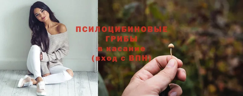 купить закладку  Таганрог  Псилоцибиновые грибы Psilocybe 