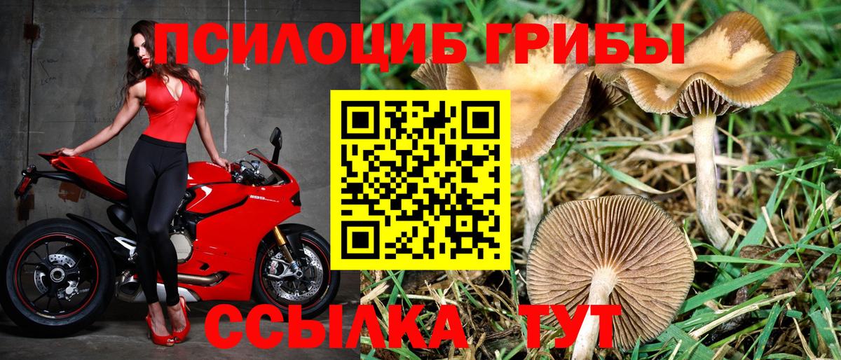 Таганрог  Псилоцибиновые грибы мухоморы  Псилоцибиновые грибы мицелий  Вход с VPN 