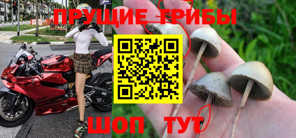 продажа наркотиков  Таганрог  Псилоцибиновые грибы Psilocybe 